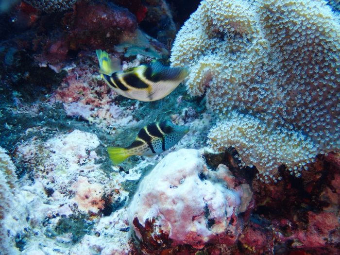 Paraluteres prionurus