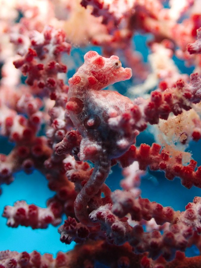 Hippocampus bargibanti