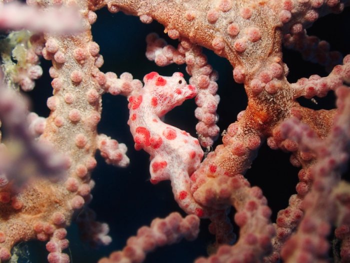 Hippocampus bargibanti