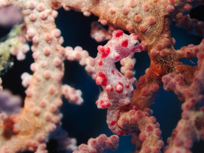 Hippocampus bargibanti