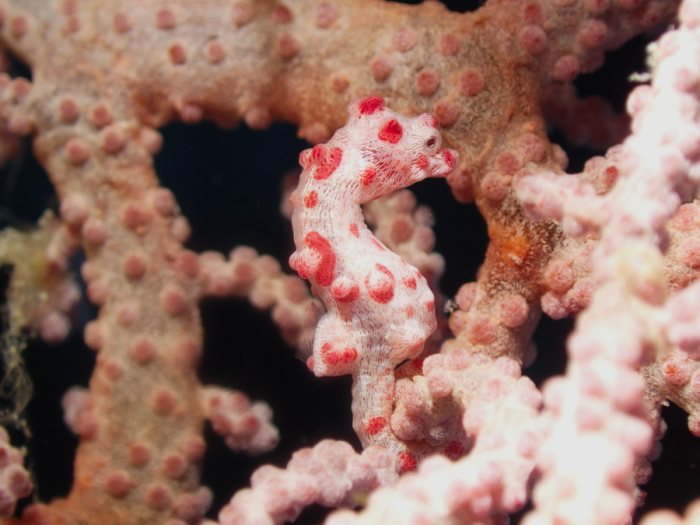 Hippocampus bargibanti