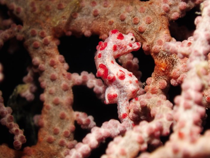 Hippocampus bargibanti