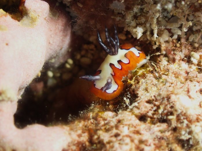 Goniobranchus fidelis