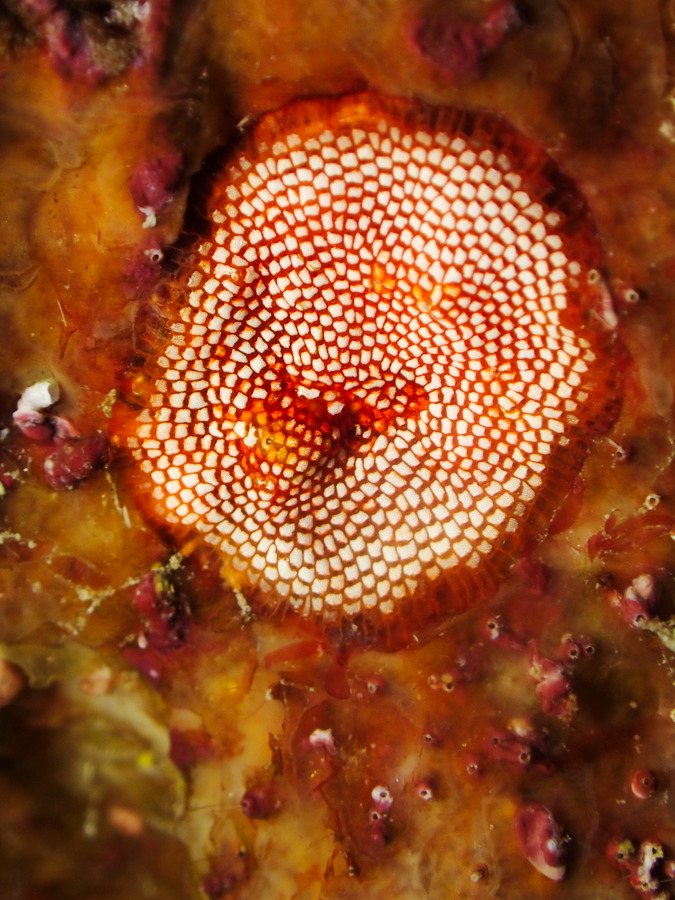 Alcyionidium sp.