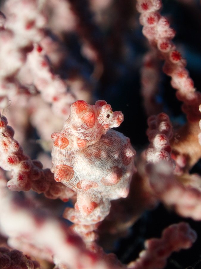 Hippocampus bargibanti