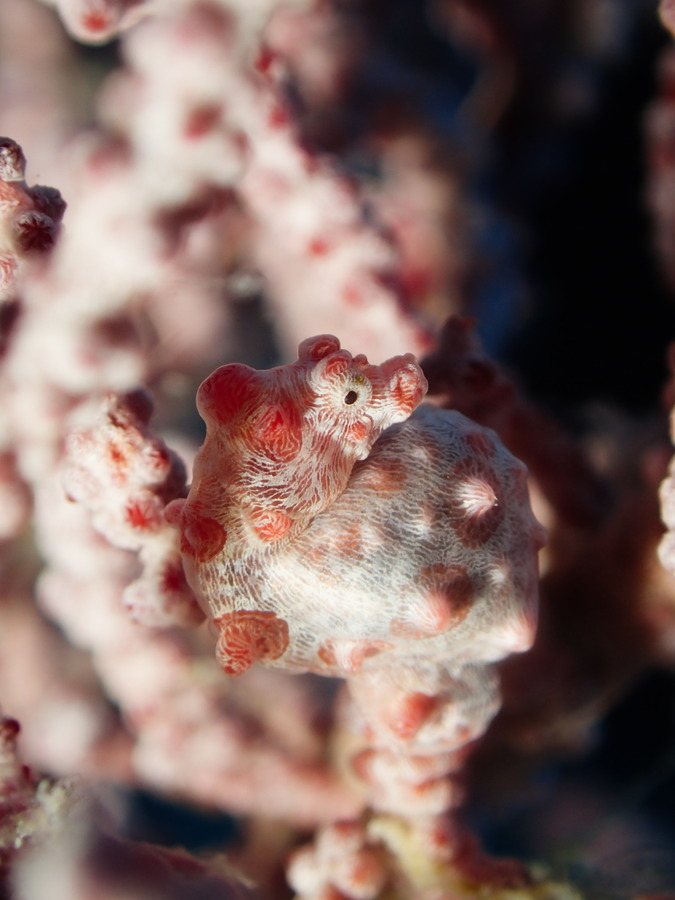 Hippocampus bargibanti