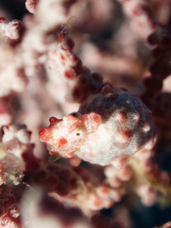 Hippocampus bargibanti
