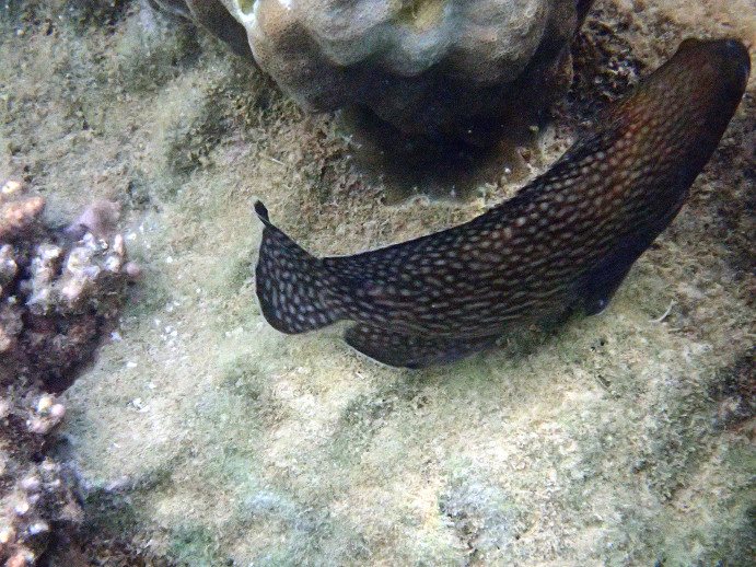 Epinephelus ongus