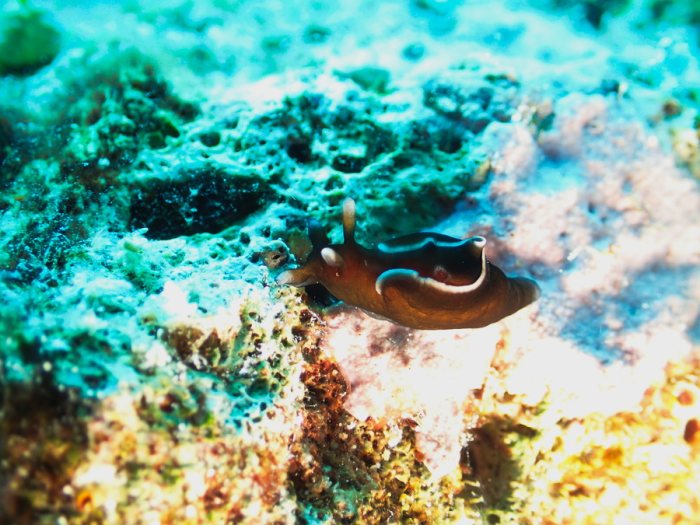 Nudibranche
