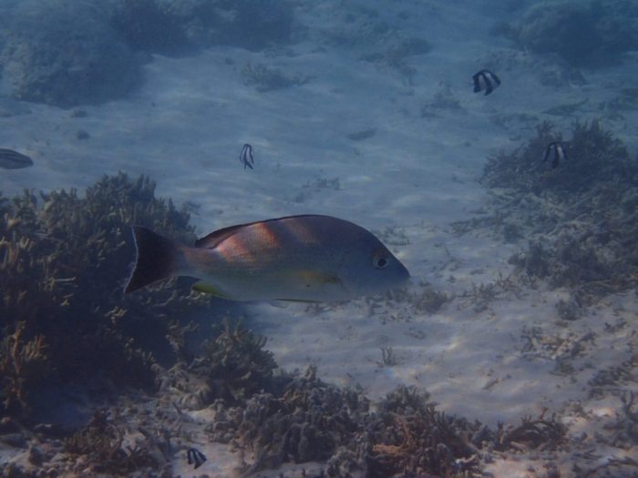 Lutjanus fulvus