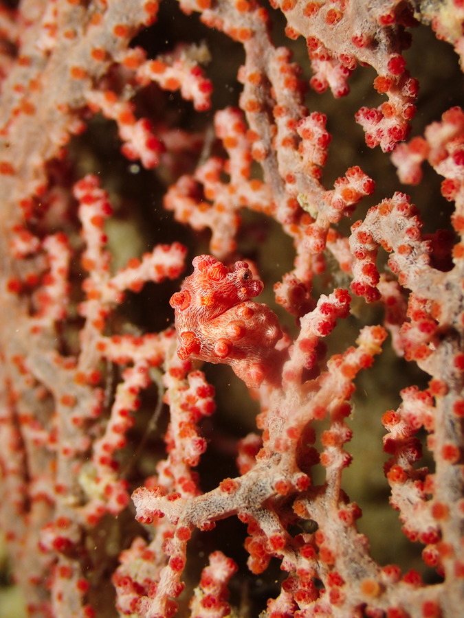 Hippocampus bargibanti