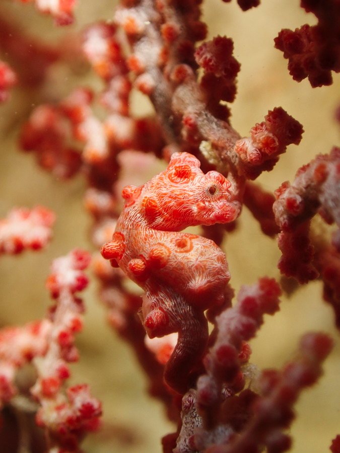 Hippocampus bargibanti