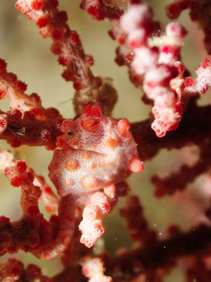 Hippocampus bargibanti