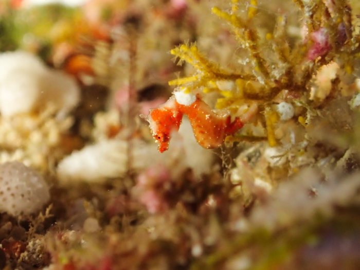 Hippocampus pontohi