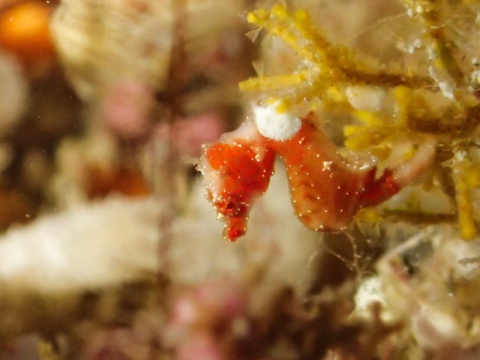 Hippocampus pontohi