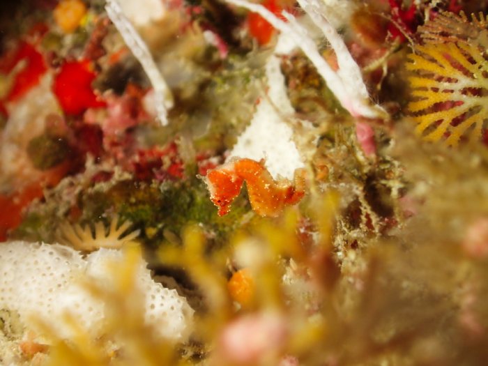 Hippocampus pontohi