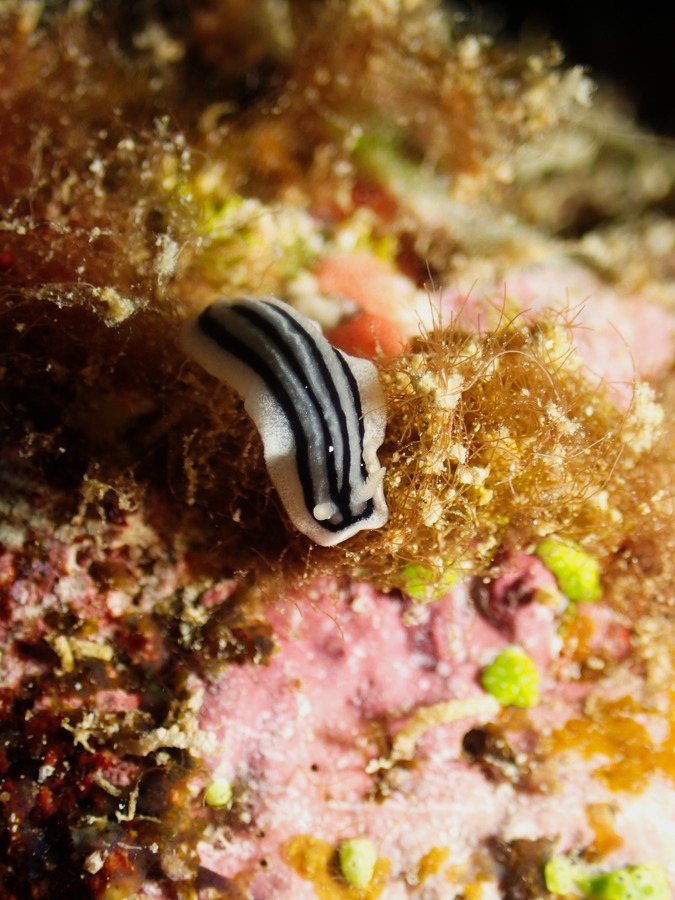 Phyllidiopsis xishaensis