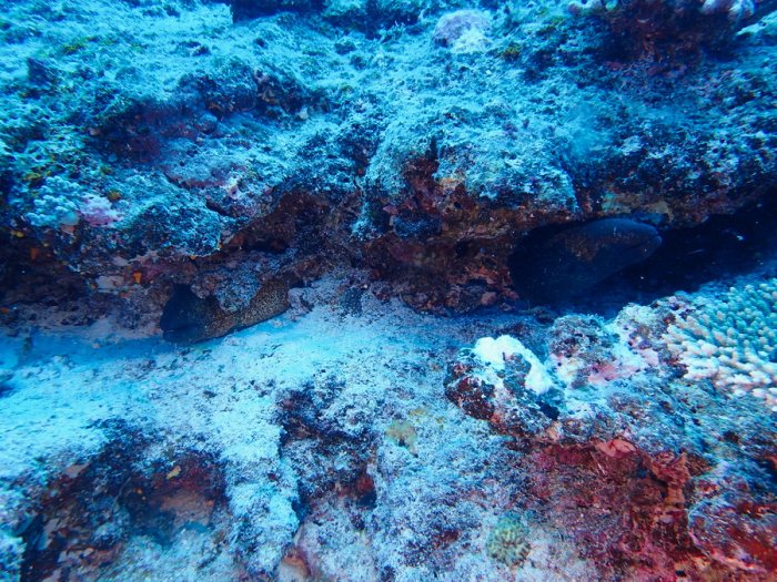 Gymnothorax javanicus