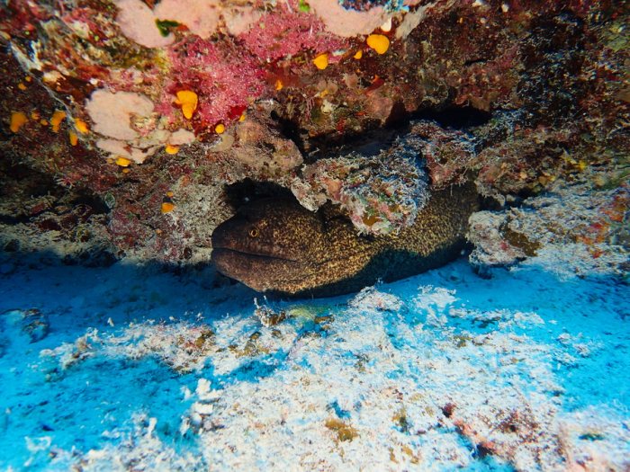 Gymnothorax javanicus