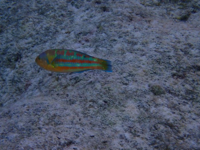 Thalassoma trilobatum