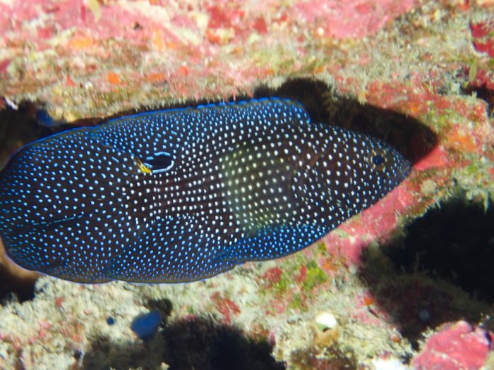 Calloplesiops altivelis
