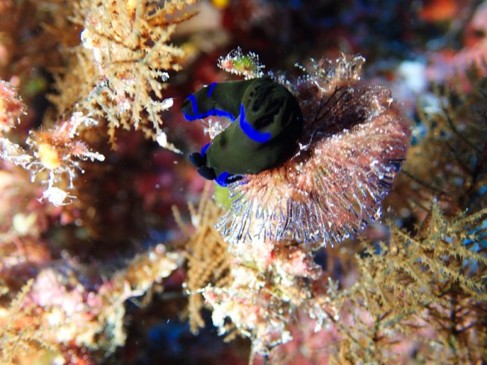 Tambja morosa