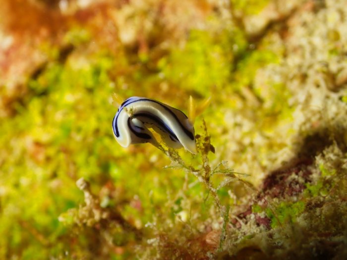 Chromodoris lochi
