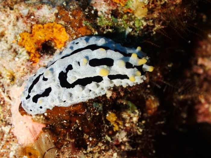 Phyllidia coelestis
