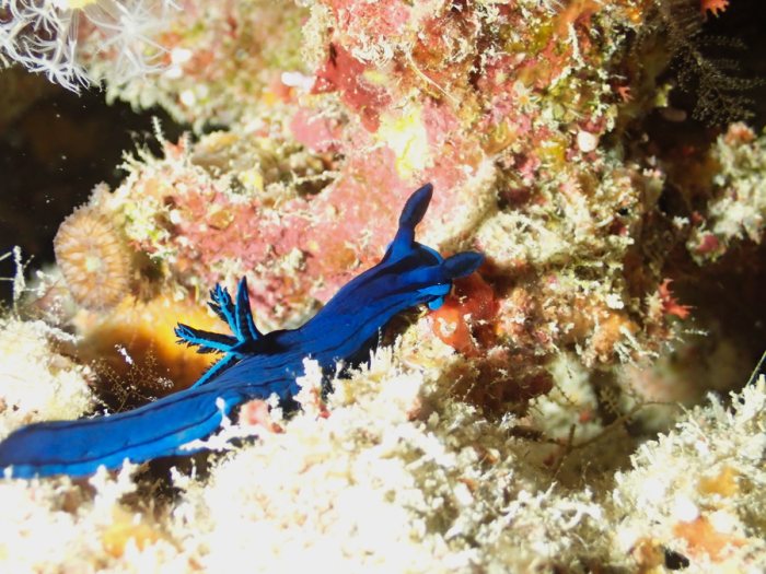 Tambja morosa