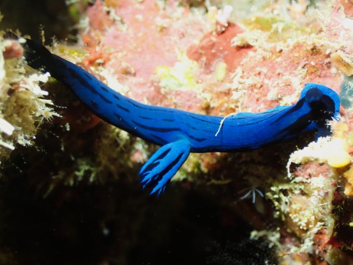 Tambja morosa
