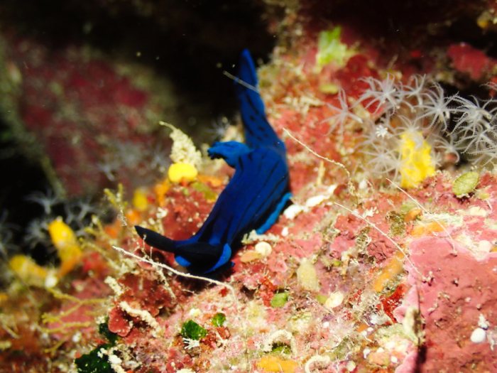 Tambja morosa