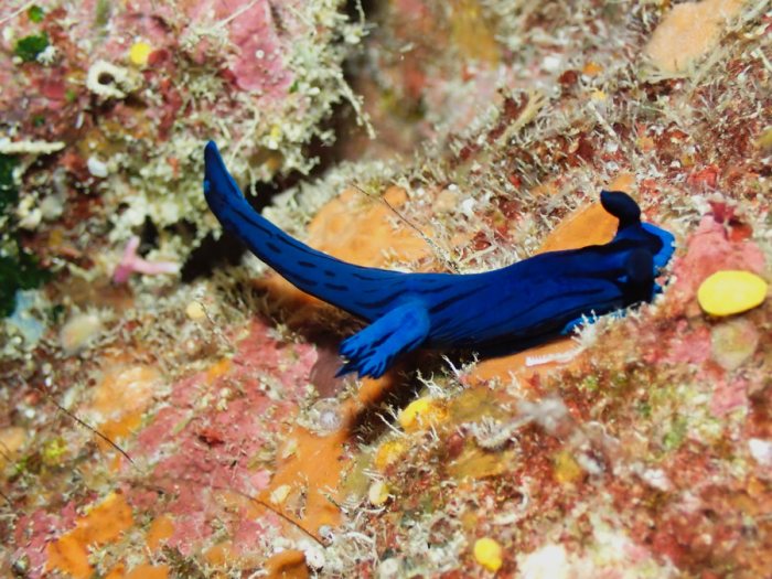 Tambja morosa