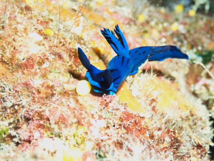 Tambja morosa