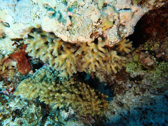 Cnidaires