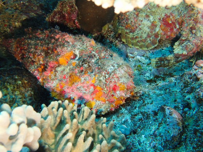 Synanceia verrucosa