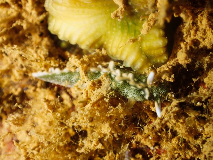 Thuridilla carlsoni