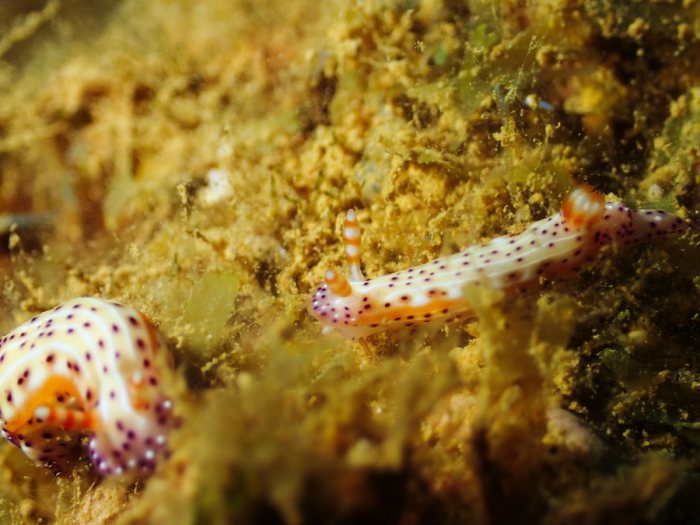 Hypselodoris maculosa