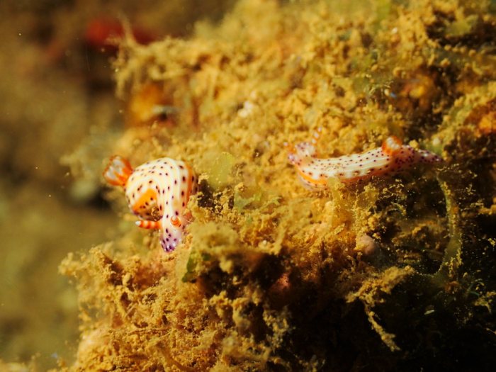Hypselodoris maculosa