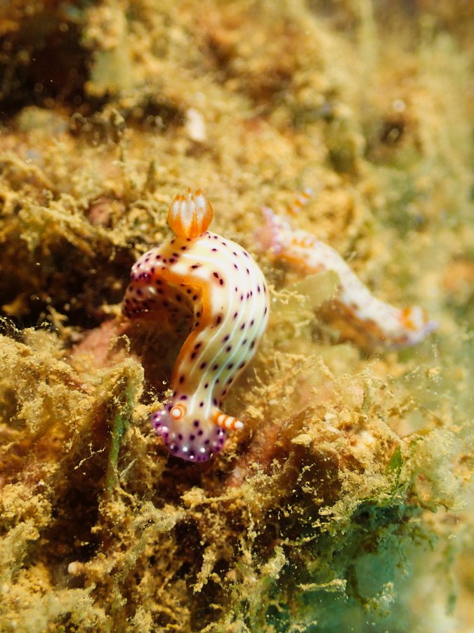 Hypselodoris maculosa