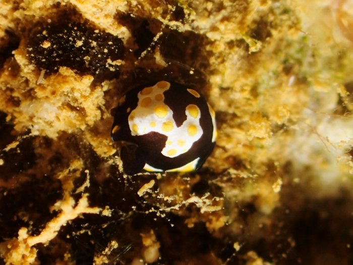 Colpodaspis thompsoni