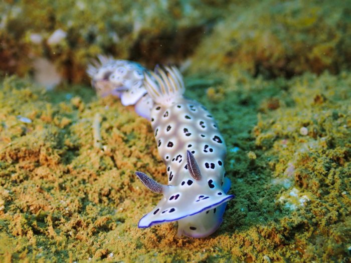 Hypselodoris tryoni