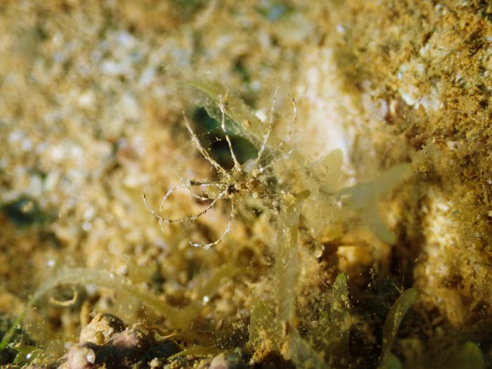 Lanice conchilega