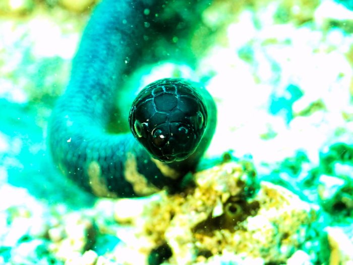 Emydocephalus annulatus