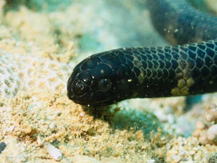 Emydocephalus annulatus