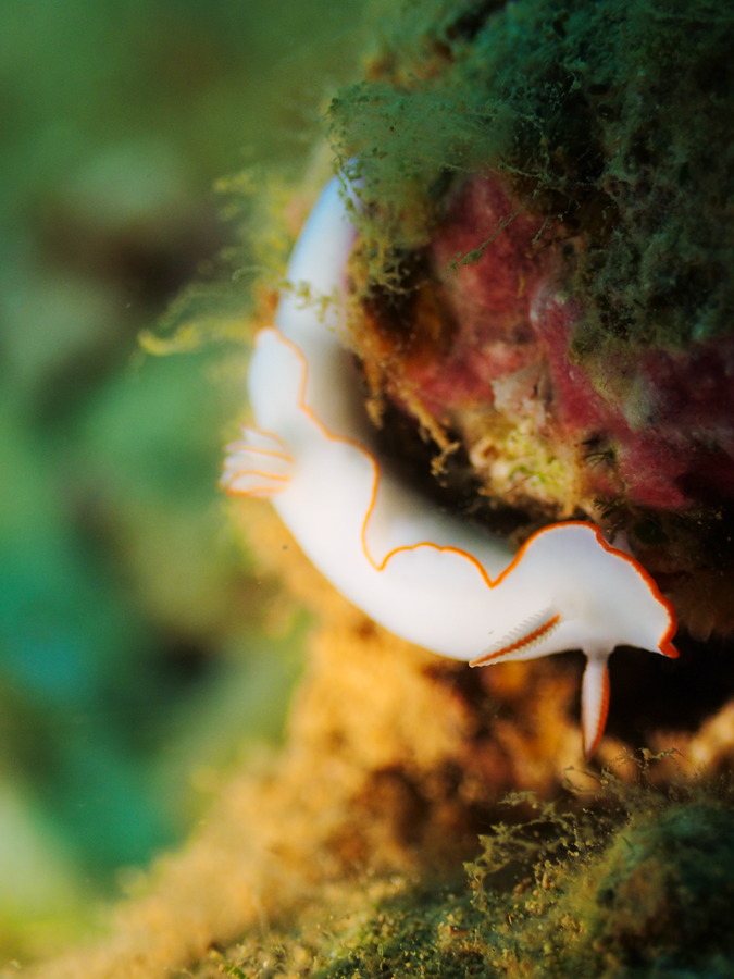 Thorunna furtiva