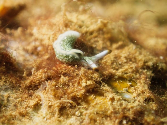 Thuridilla carlsoni