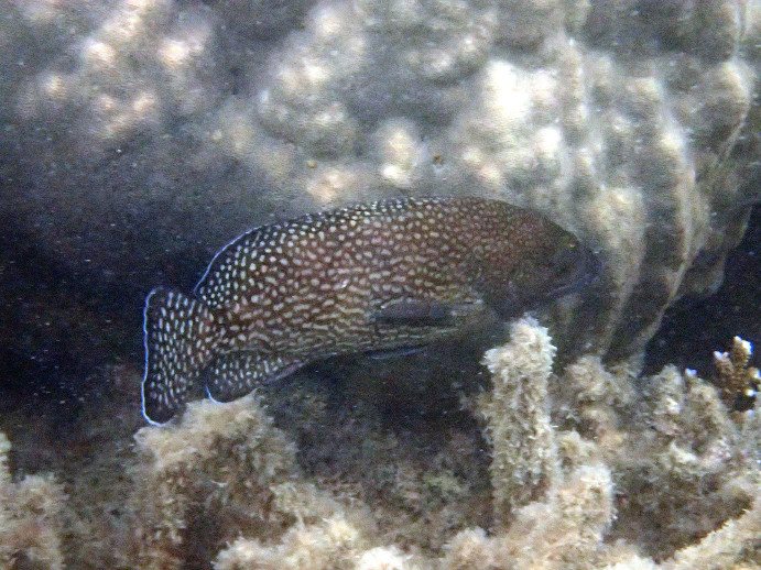 Epinephelus ongus