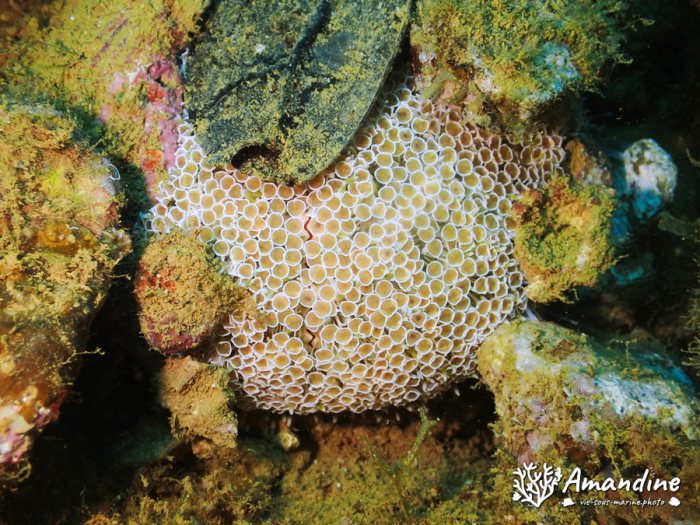 Toxopneustes pileolus