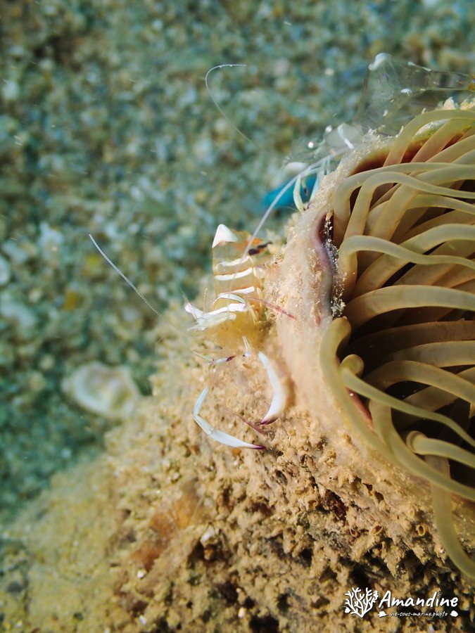 Crevette
