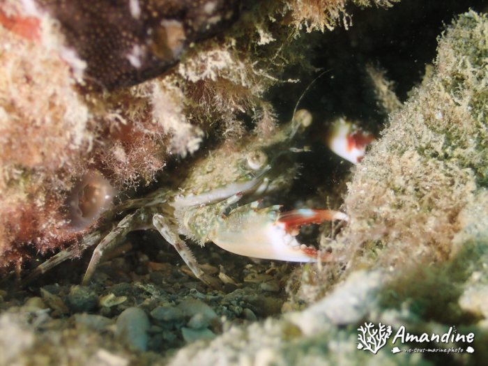 Crabe